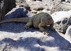 Land Iguana  Land Iguana